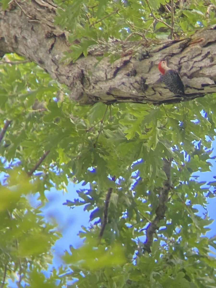 Red-bellied Woodpecker - ML620296618