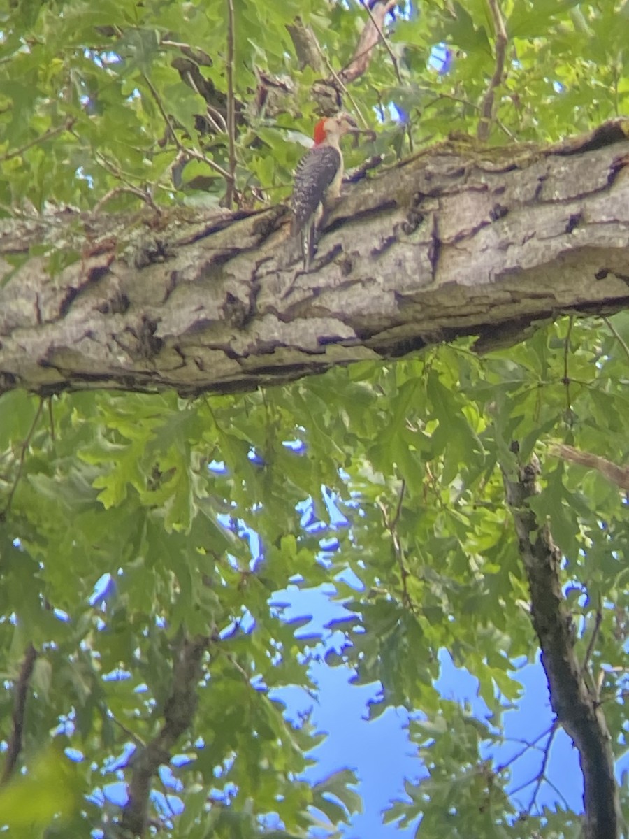 Red-bellied Woodpecker - ML620296619