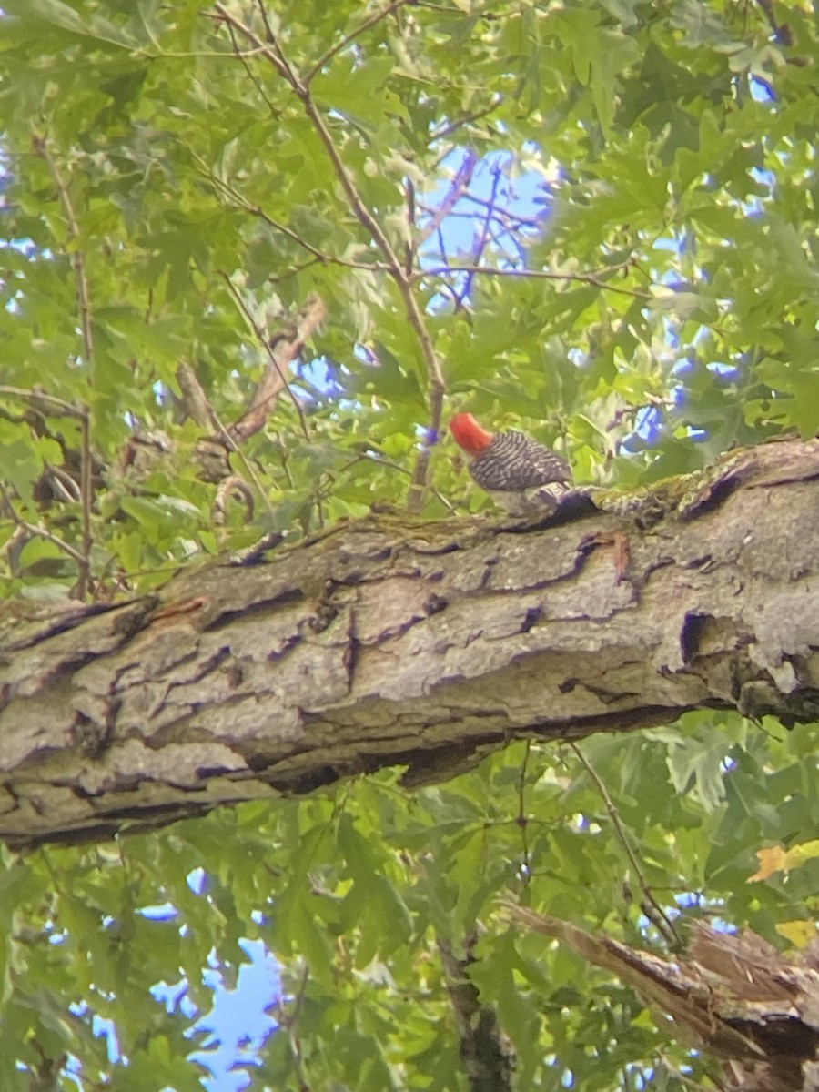Red-bellied Woodpecker - ML620296620