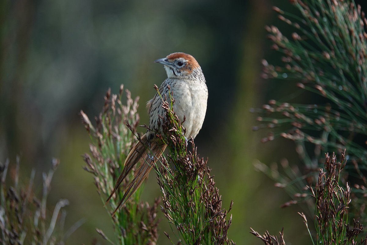 Cape Grassbird - ML620296621