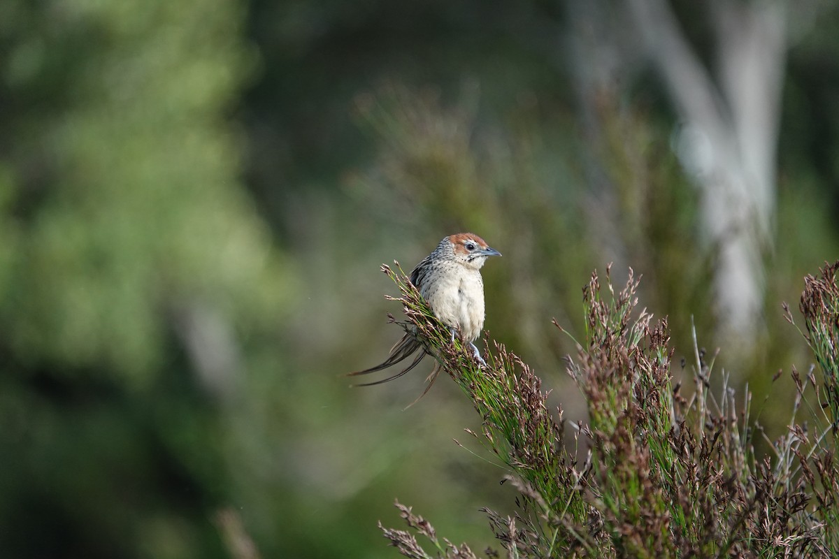 Cape Grassbird - ML620296623