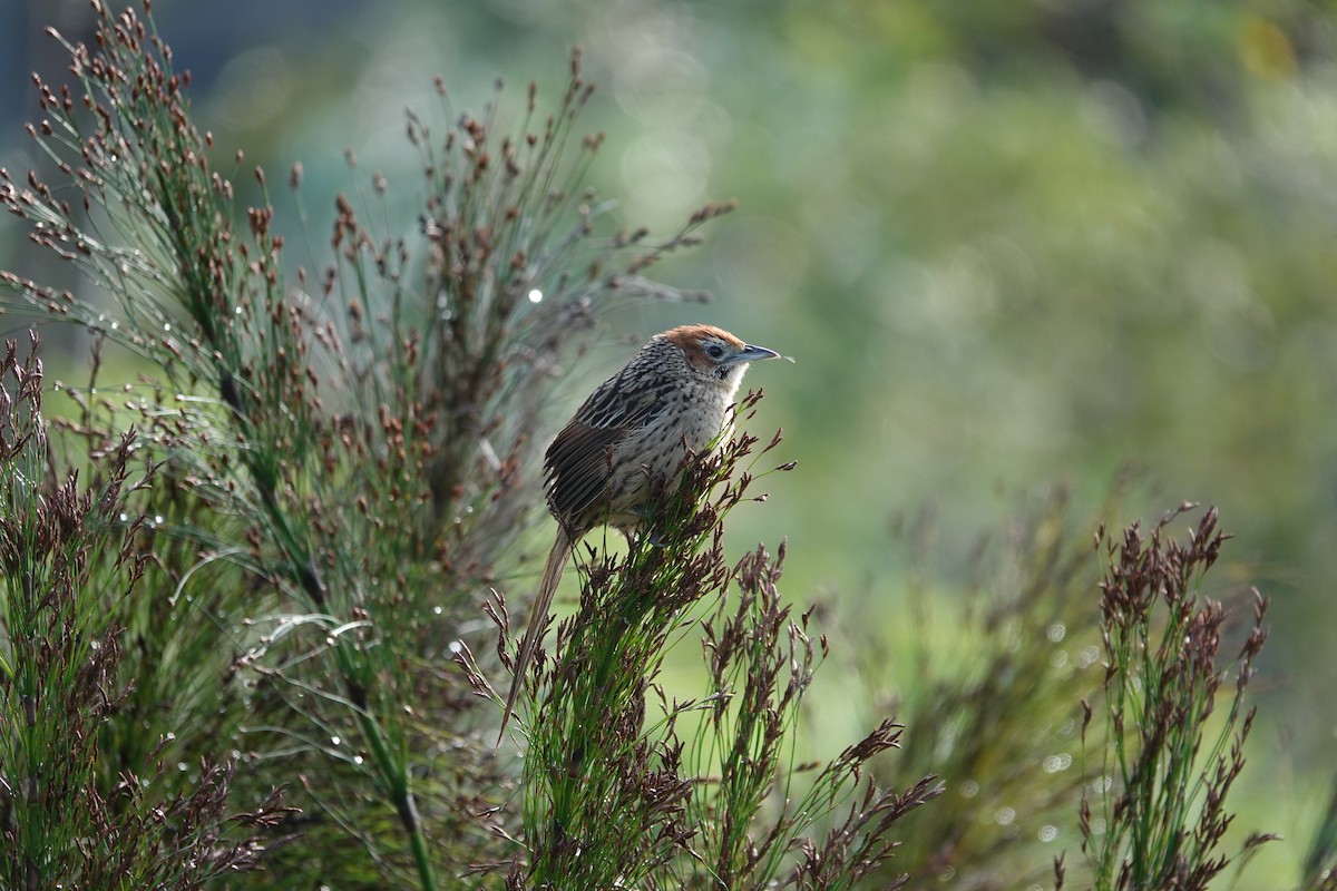 Cape Grassbird - ML620296625