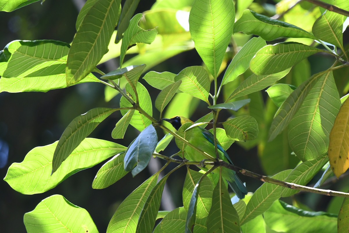 Blue-winged Leafbird - ML620296626