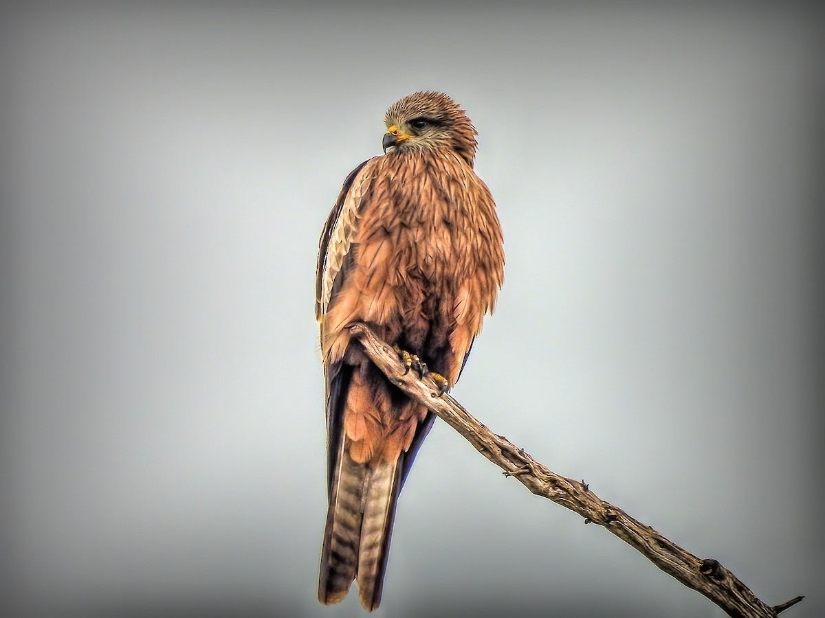 Black Kite - ML620296627