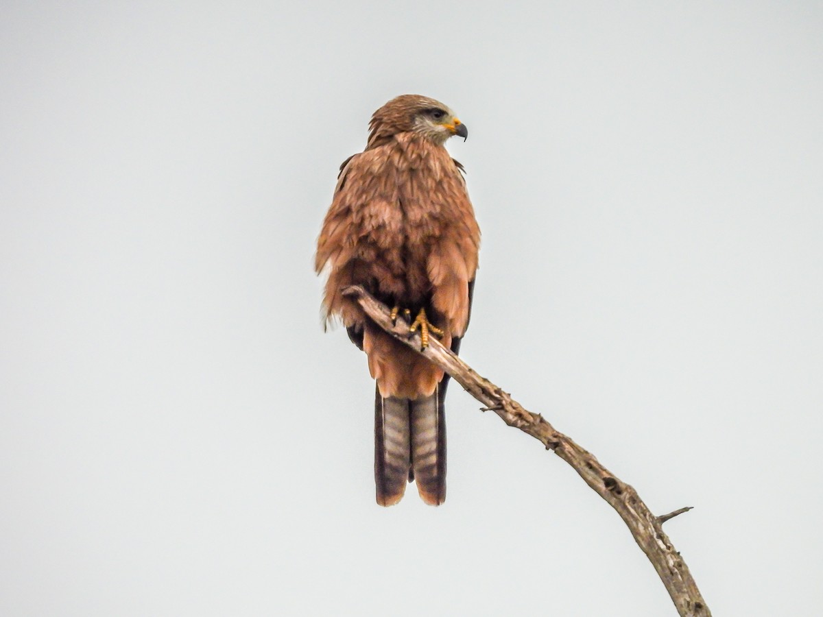 Black Kite - ML620296630