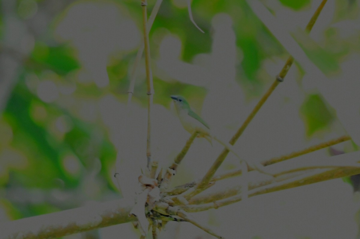 Pin-tailed Parrotfinch - ML620296633