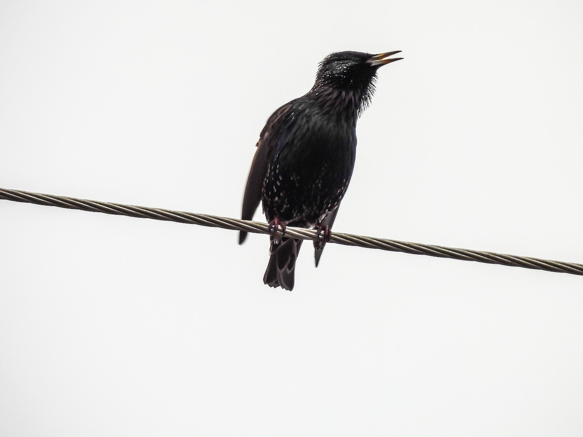 European Starling - ML620296634