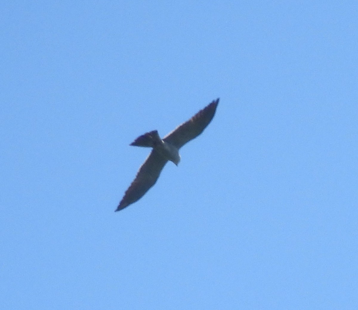 Mississippi Kite - ML620296638