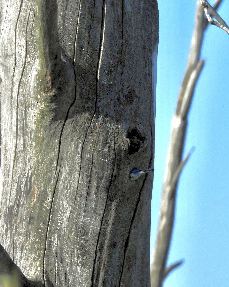 Eastern Bluebird - ML620296639