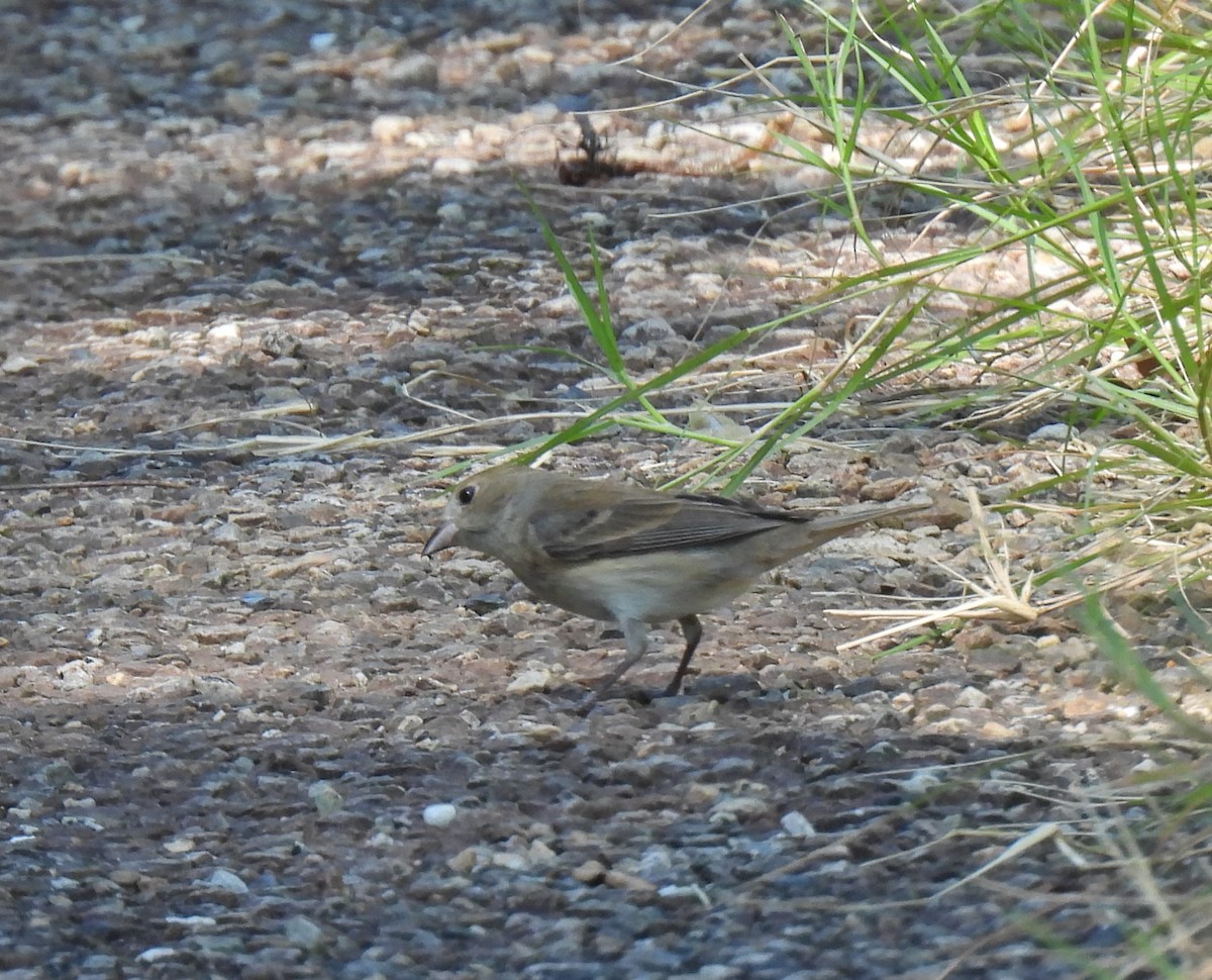 Indigo Bunting - ML620296641