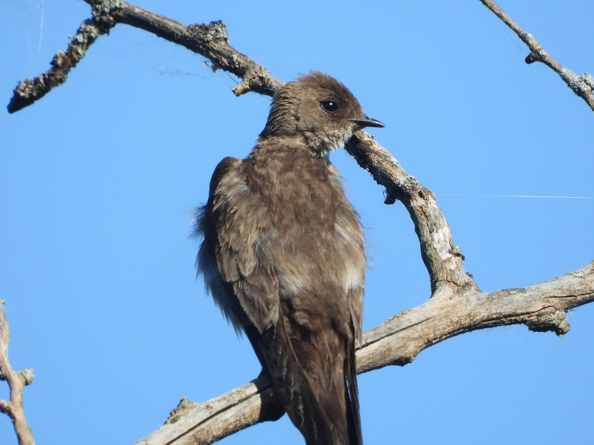 Northern Rough-winged Swallow - ML620296653