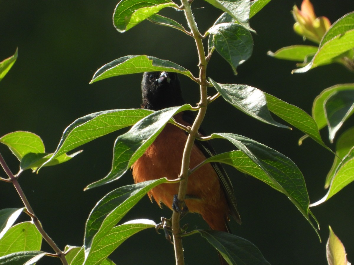 Orchard Oriole - ML620296654