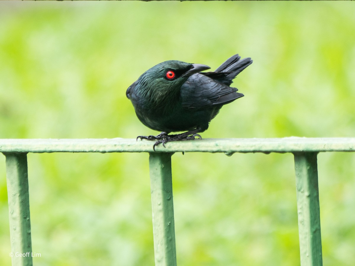 Asian Glossy Starling - ML620296655