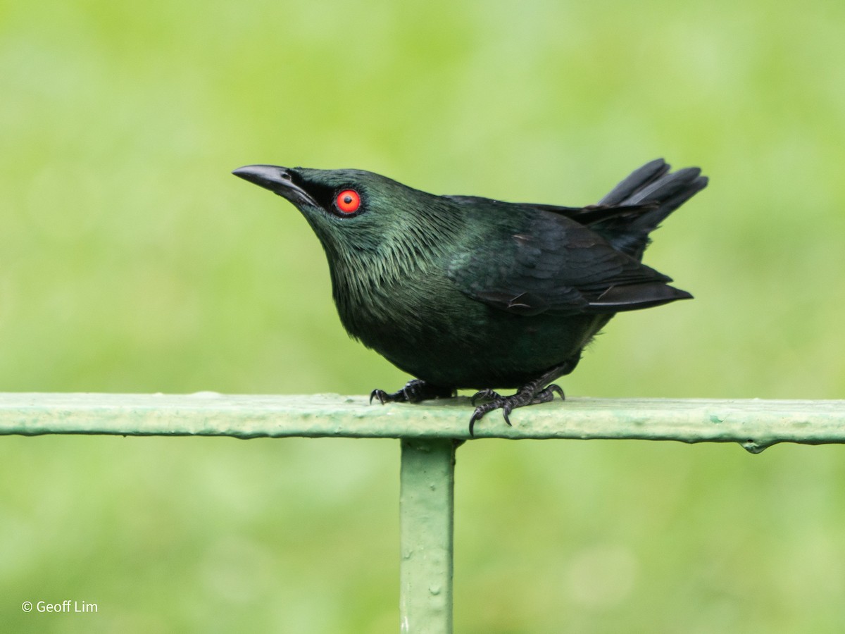 Asian Glossy Starling - ML620296656