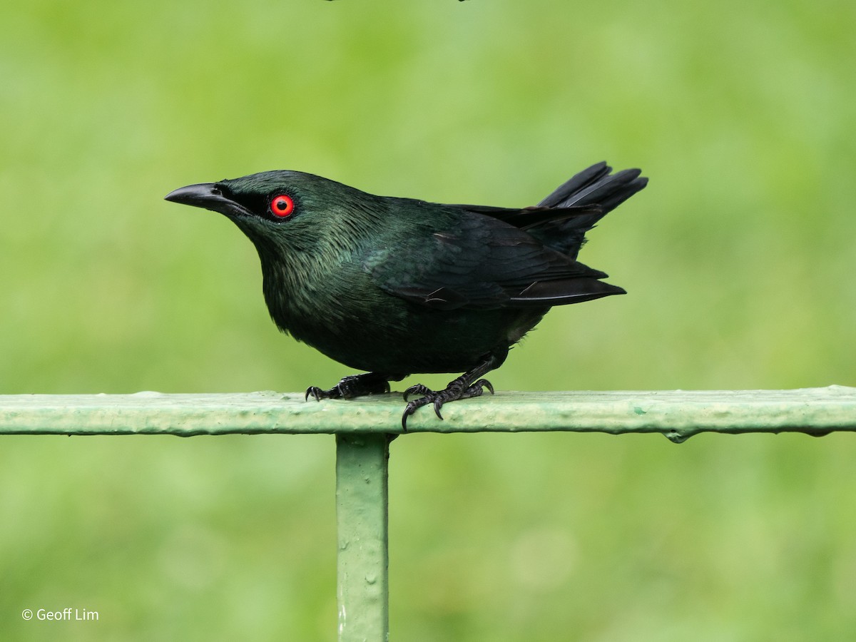 Asian Glossy Starling - ML620296657