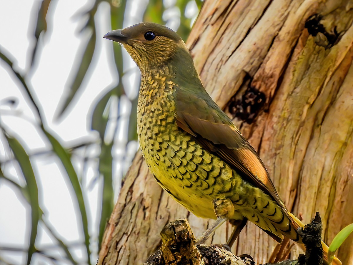 Satin Bowerbird - ML620296658