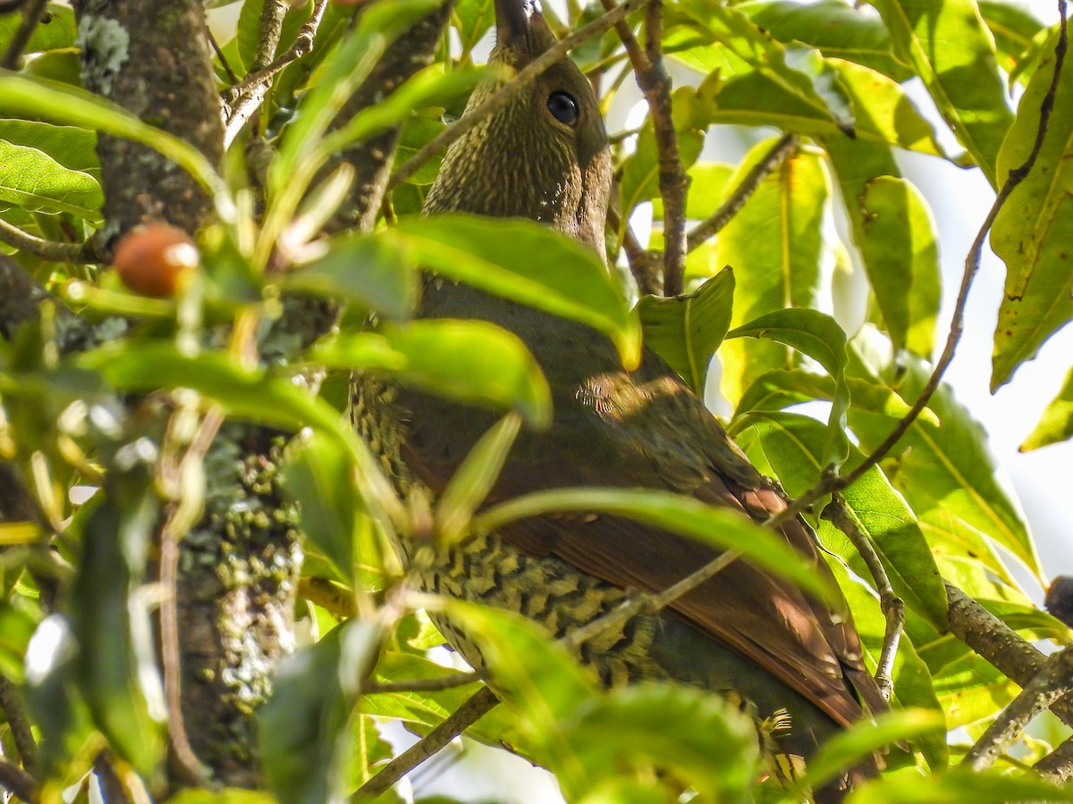 Satin Bowerbird - ML620296663