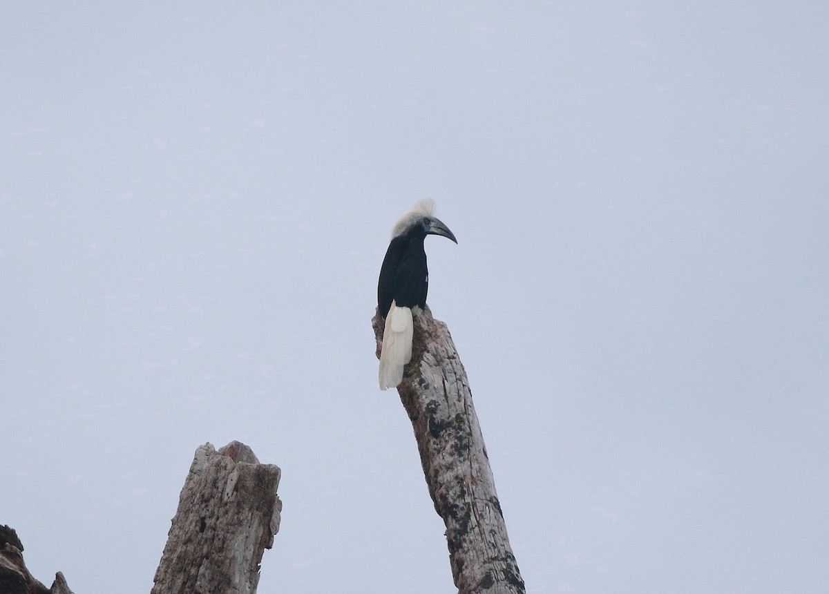 White-crowned Hornbill - ML620296664