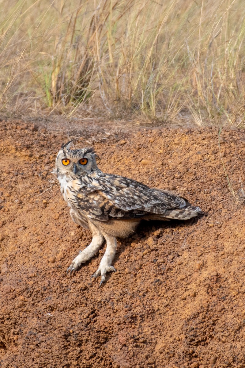 Rock Eagle-Owl - ML620296665