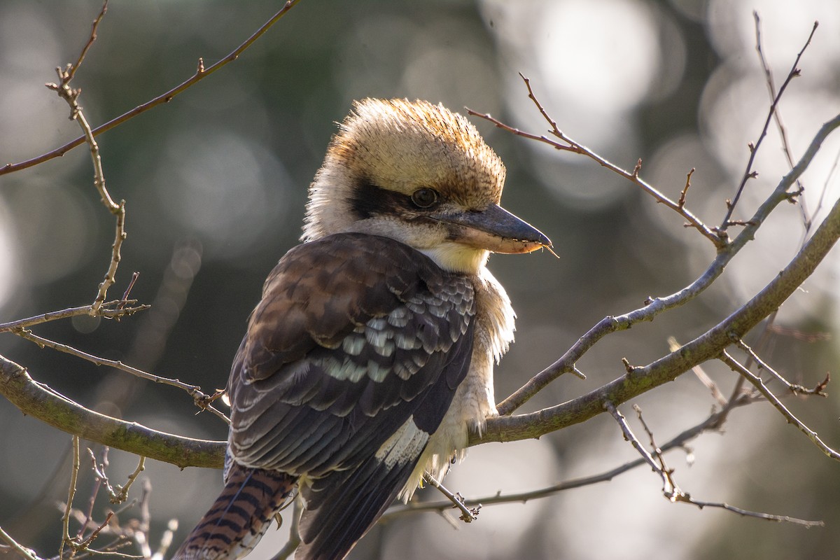 Laughing Kookaburra - ML620296666