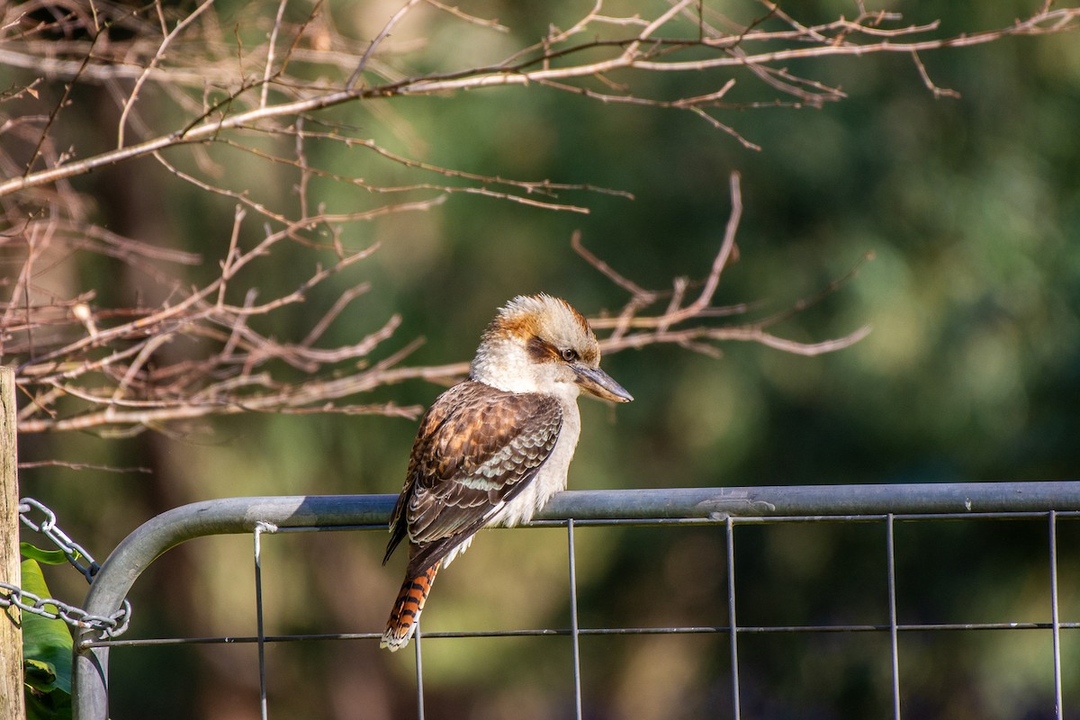 Laughing Kookaburra - ML620296667