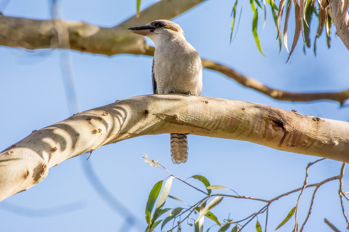 Laughing Kookaburra - ML620296668