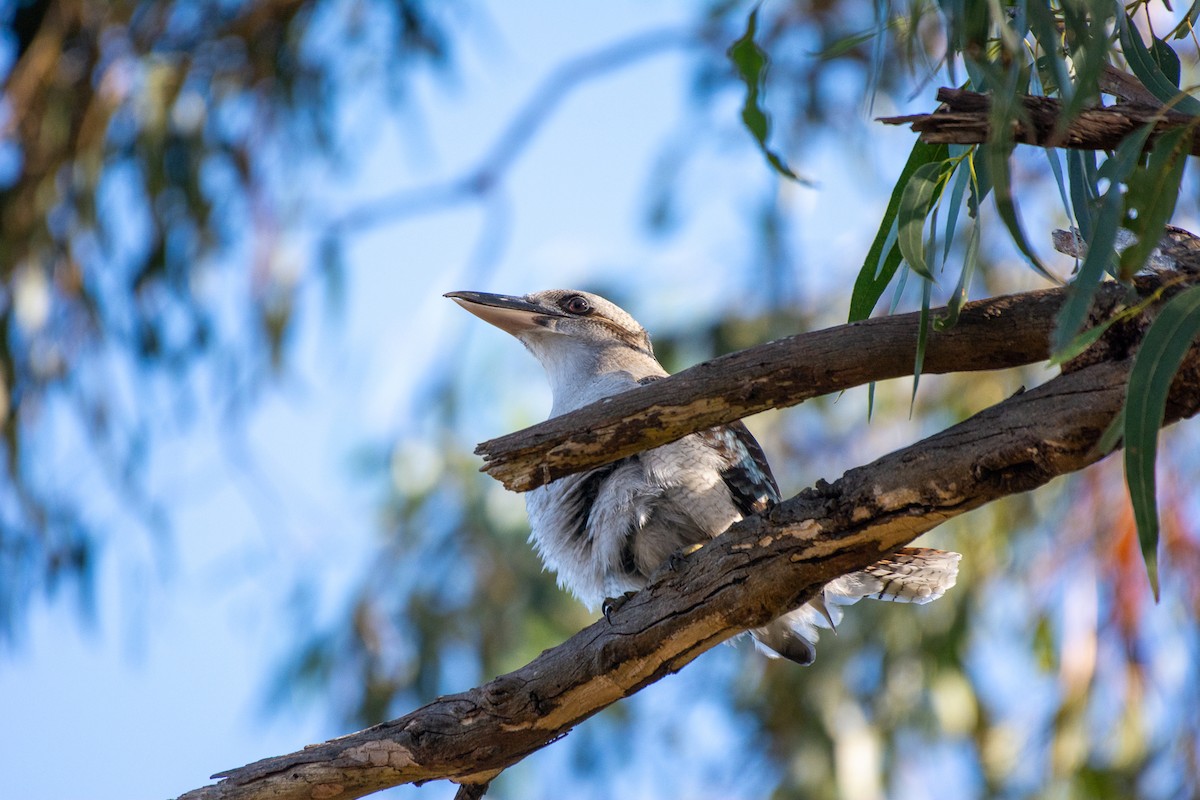 Laughing Kookaburra - ML620296669