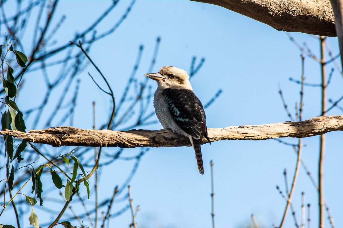 Laughing Kookaburra - ML620296670