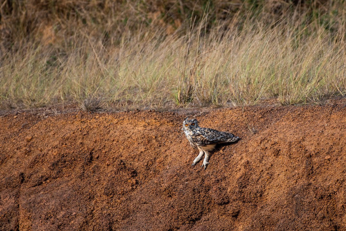 Rock Eagle-Owl - ML620296672