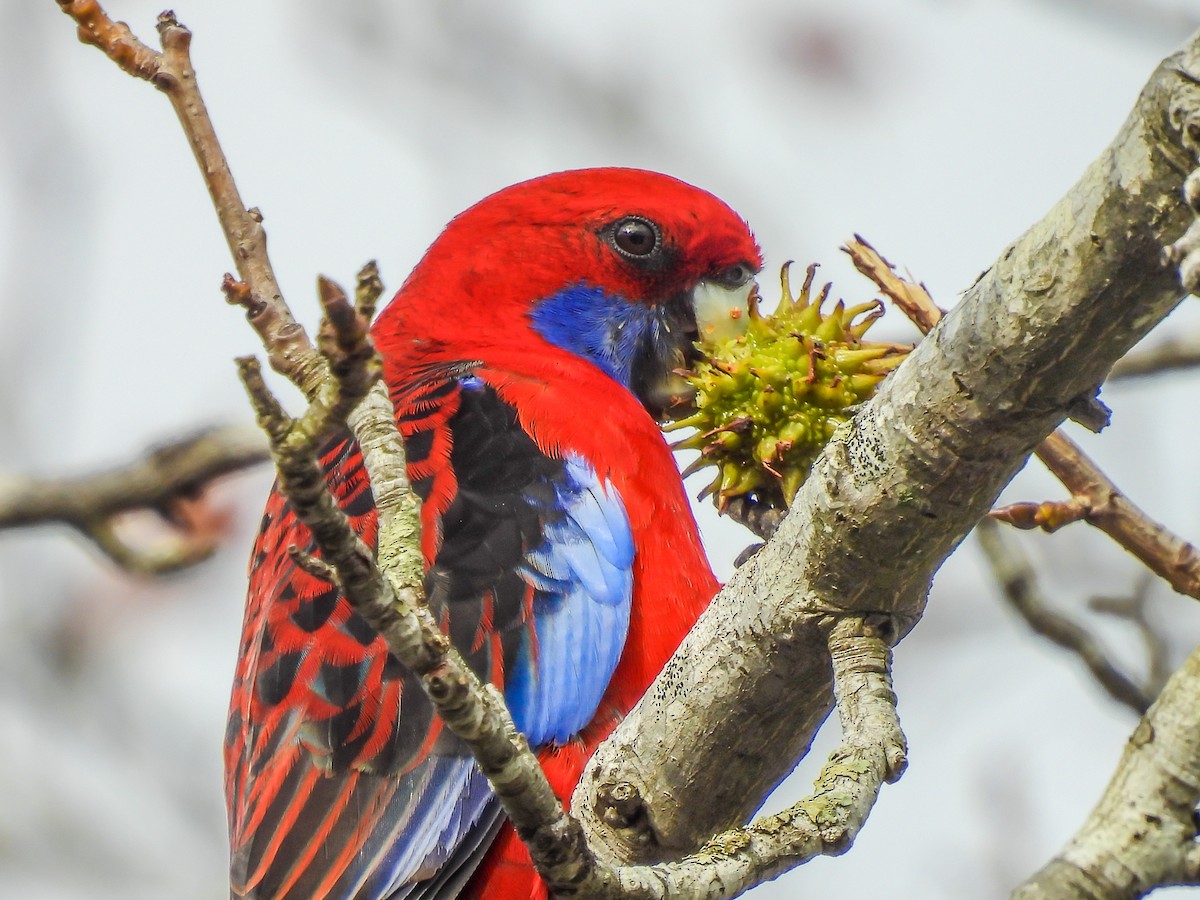 Crimson Rosella - ML620296675