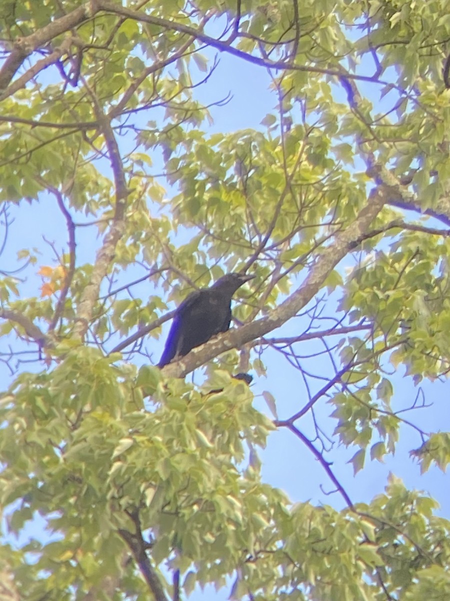 American Crow - ML620296678