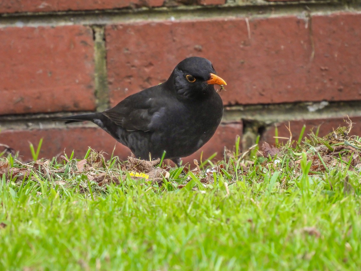 Eurasian Blackbird - ML620296679