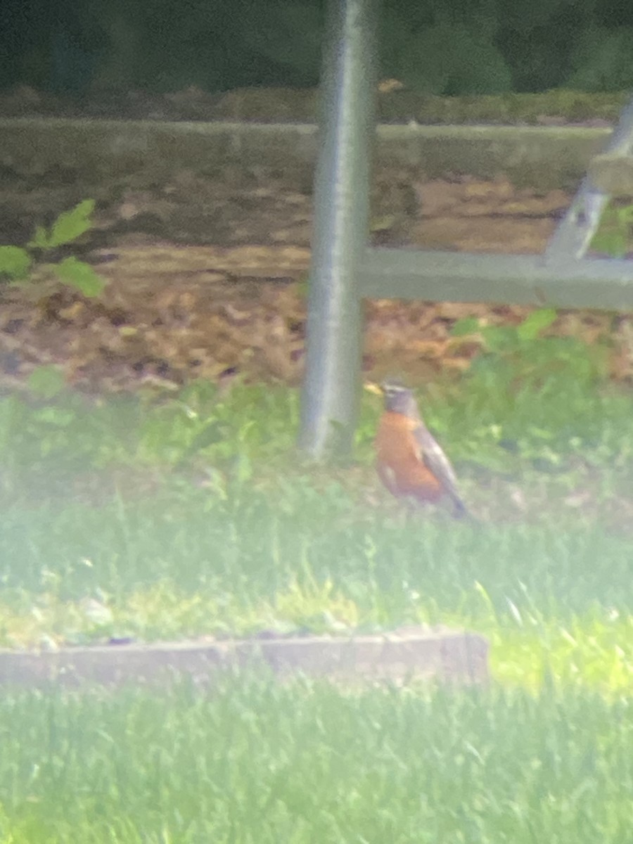 American Robin - ML620296685