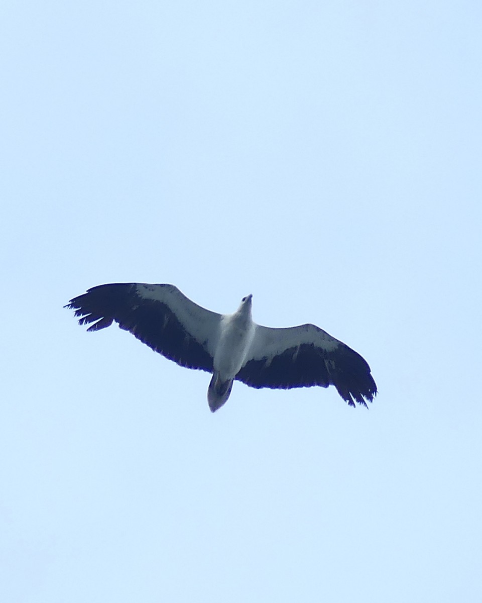 White-bellied Sea-Eagle - ML620296686