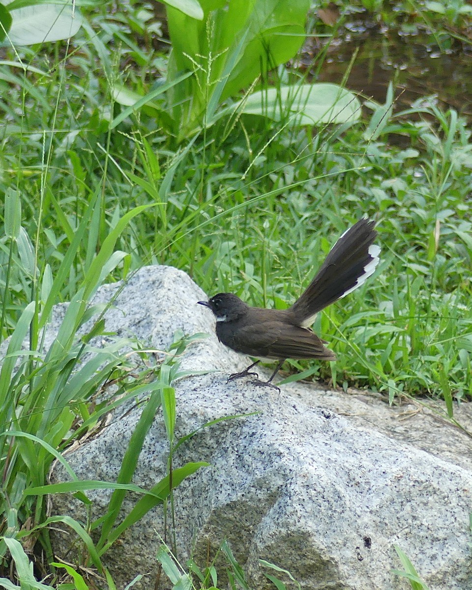 Malaysian Pied-Fantail - ML620296689