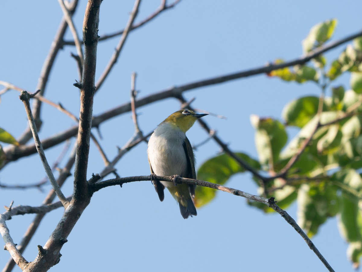 Swinhoe's White-eye - ML620296692