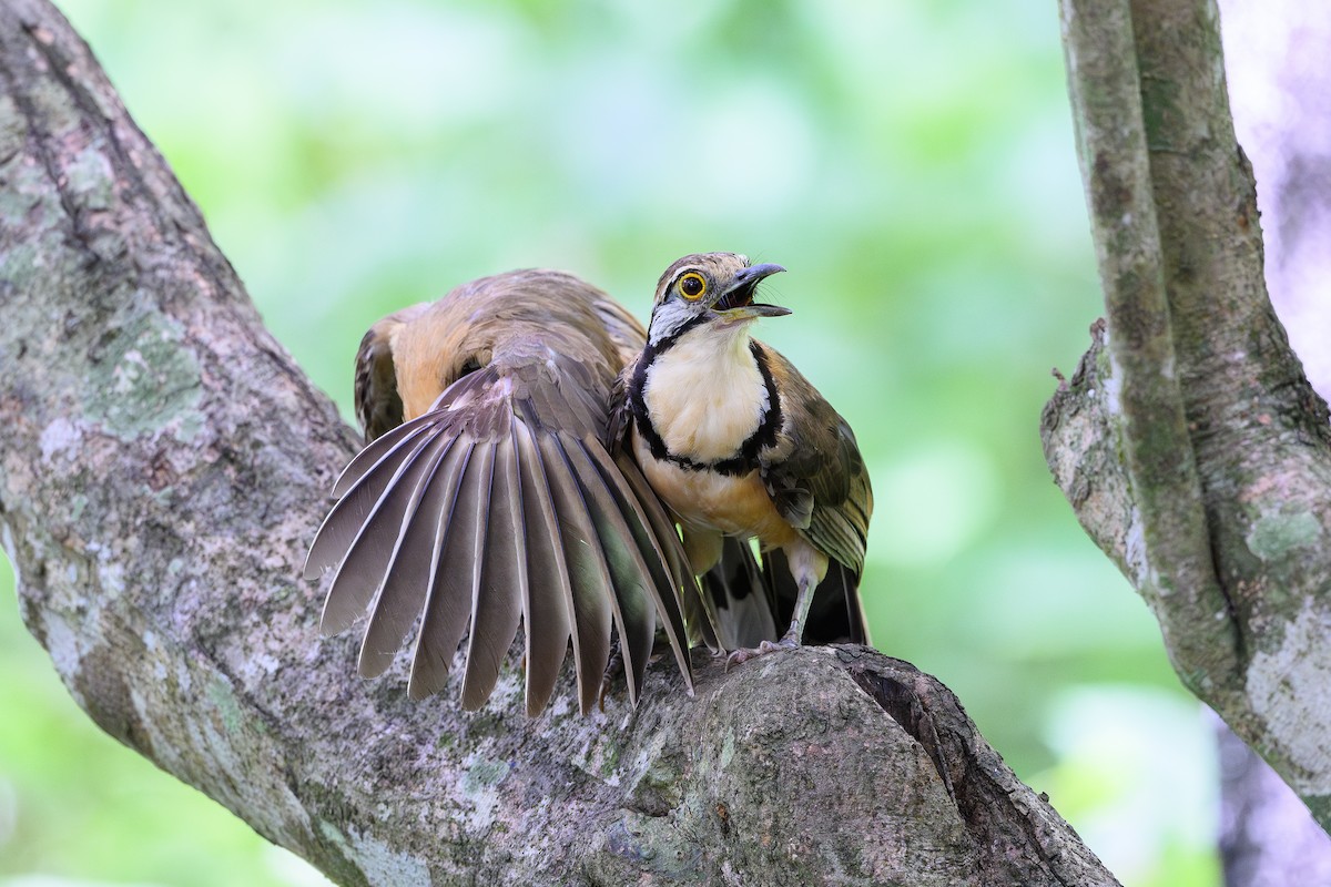 Lesser Necklaced Laughingthrush - ML620296698