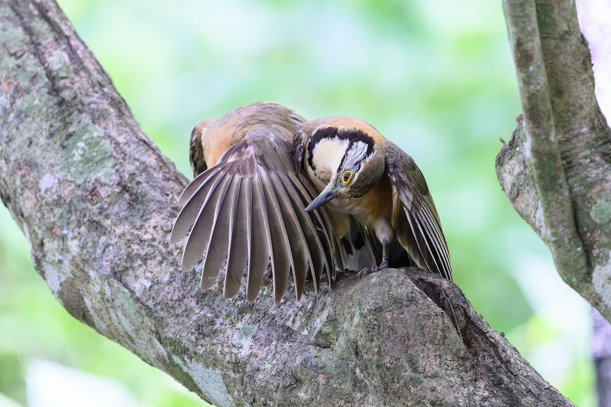 Greater Necklaced Laughingthrush - ML620296699