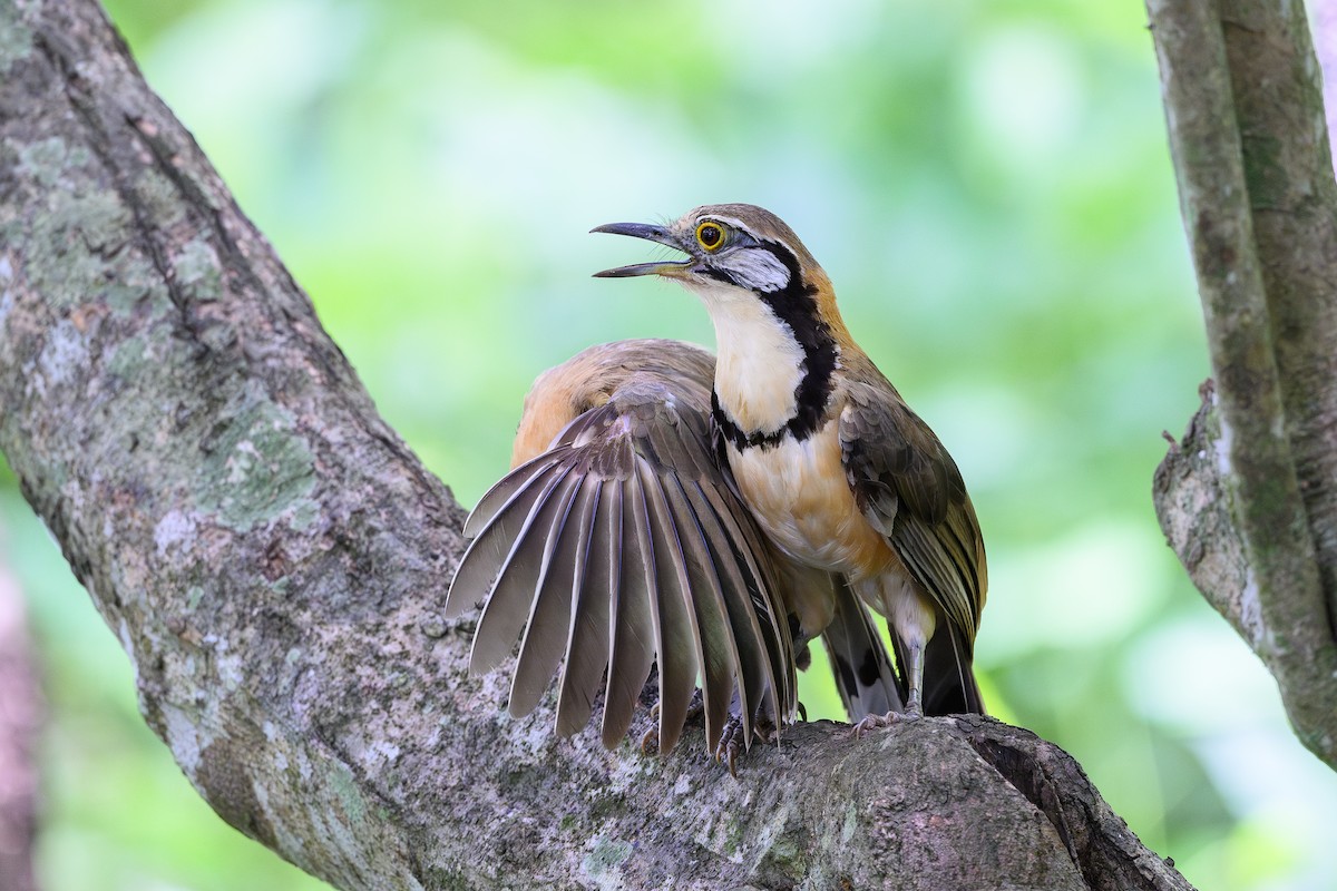 Lesser Necklaced Laughingthrush - ML620296700