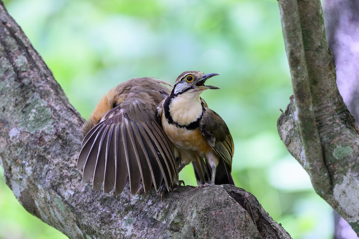 Lesser Necklaced Laughingthrush - ML620296701
