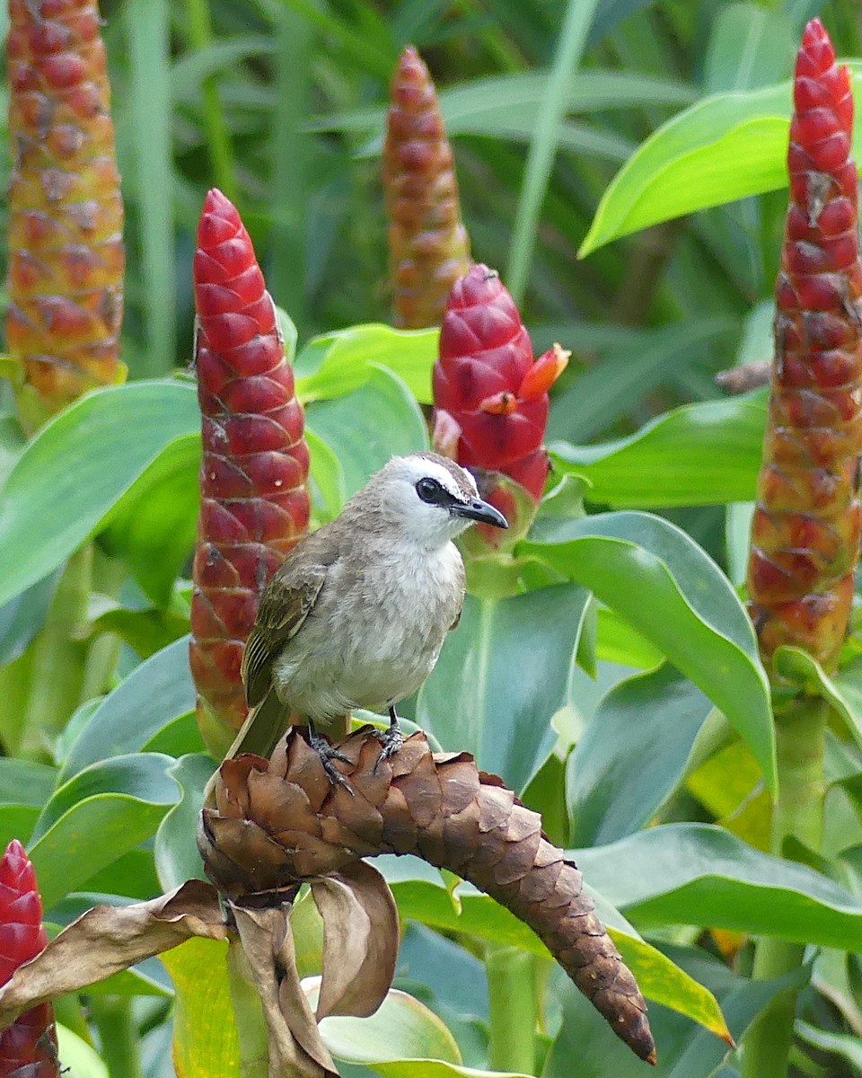 Yellow-vented Bulbul - Shaun Chang