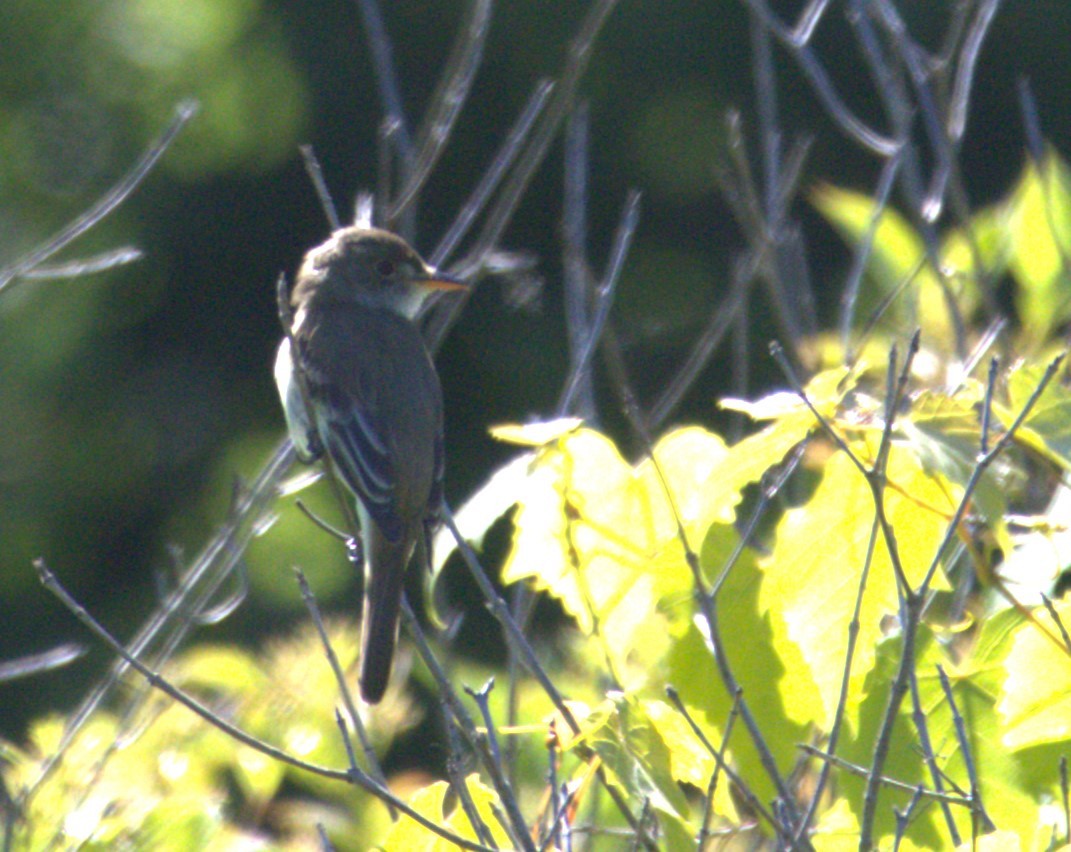 Willow Flycatcher - ML620296703