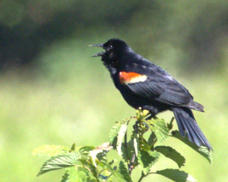 Red-winged Blackbird - Andy Jenkins
