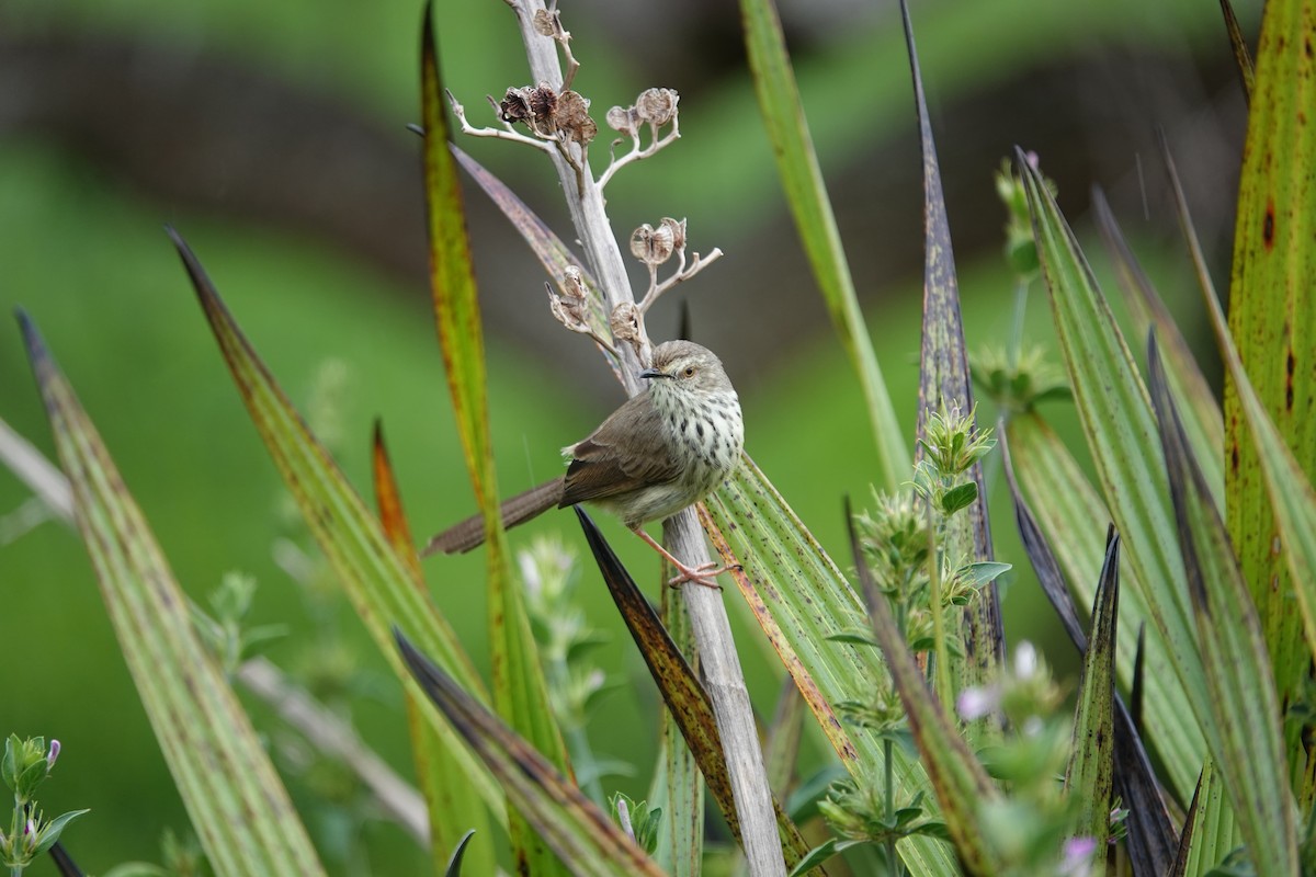 Karoo Prinia - ML620296706