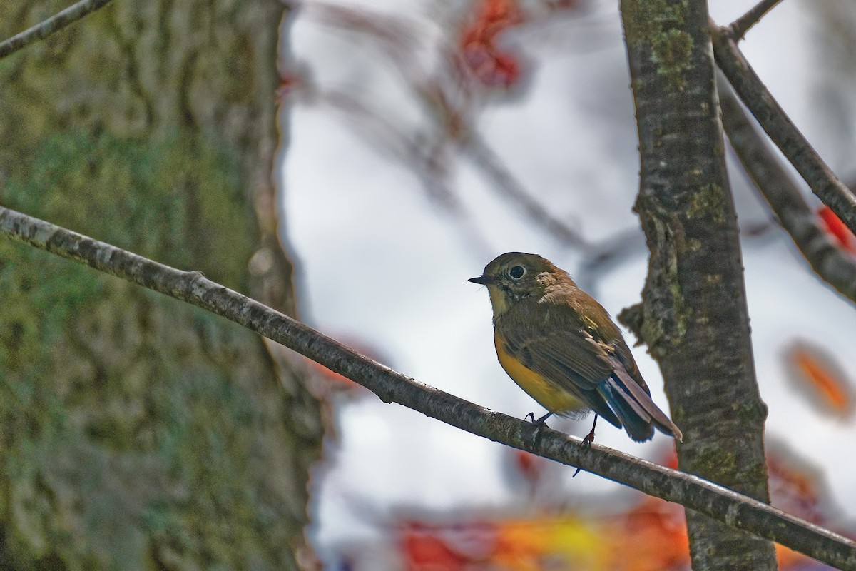 Red-flanked Bluetail - ML620296709