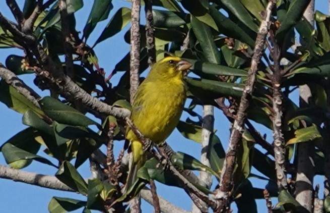 Brimstone Canary - ML620296711