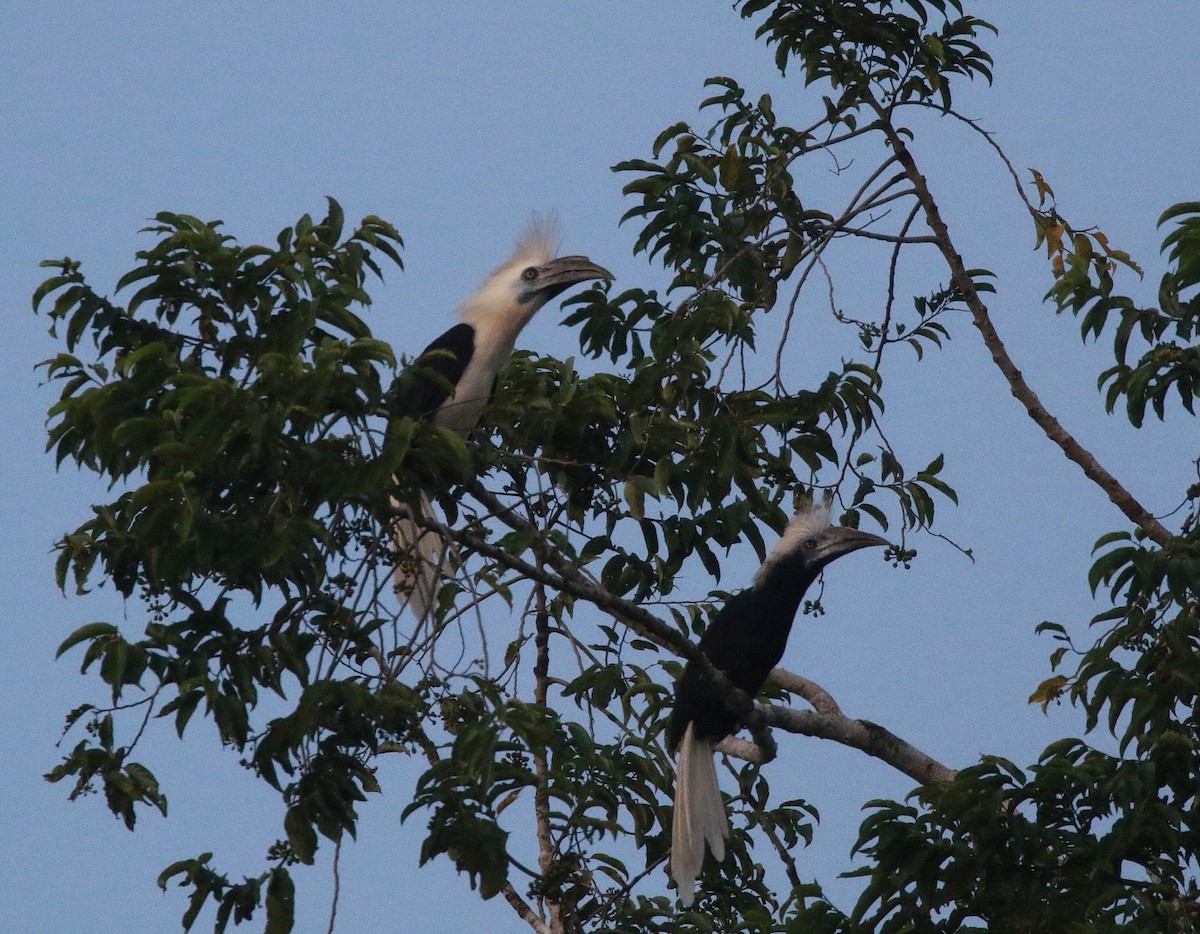 White-crowned Hornbill - ML620296713