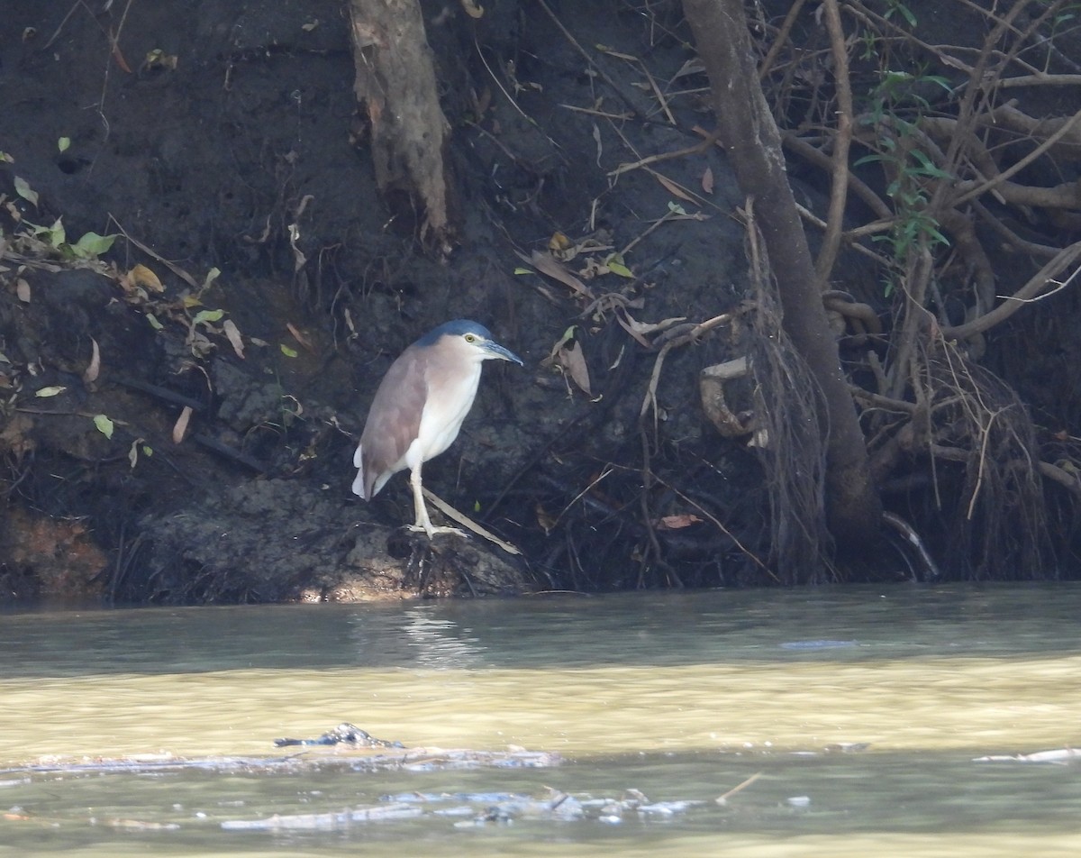 Nankeen Night Heron - ML620296717