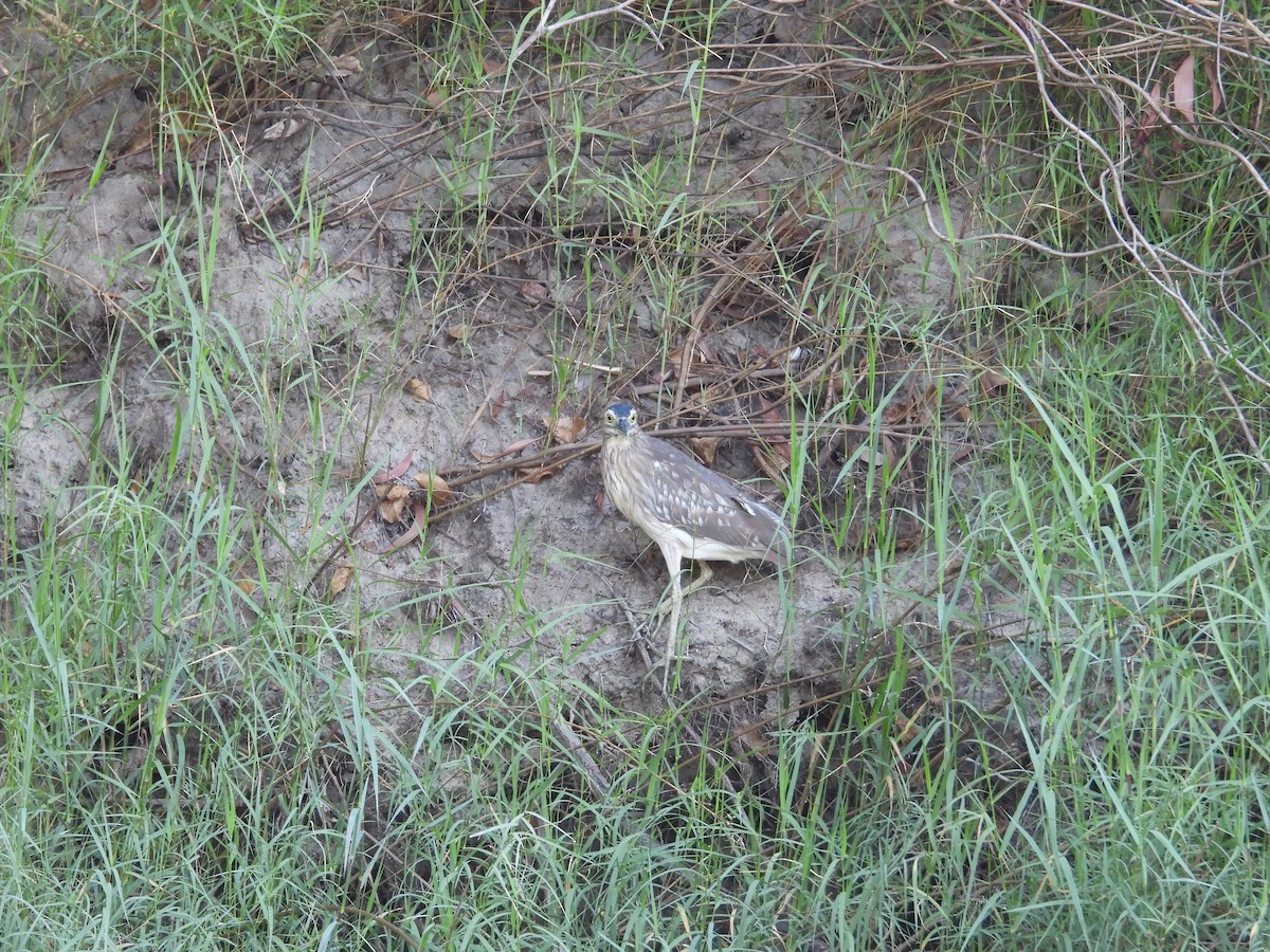 Nankeen Night Heron - ML620296718