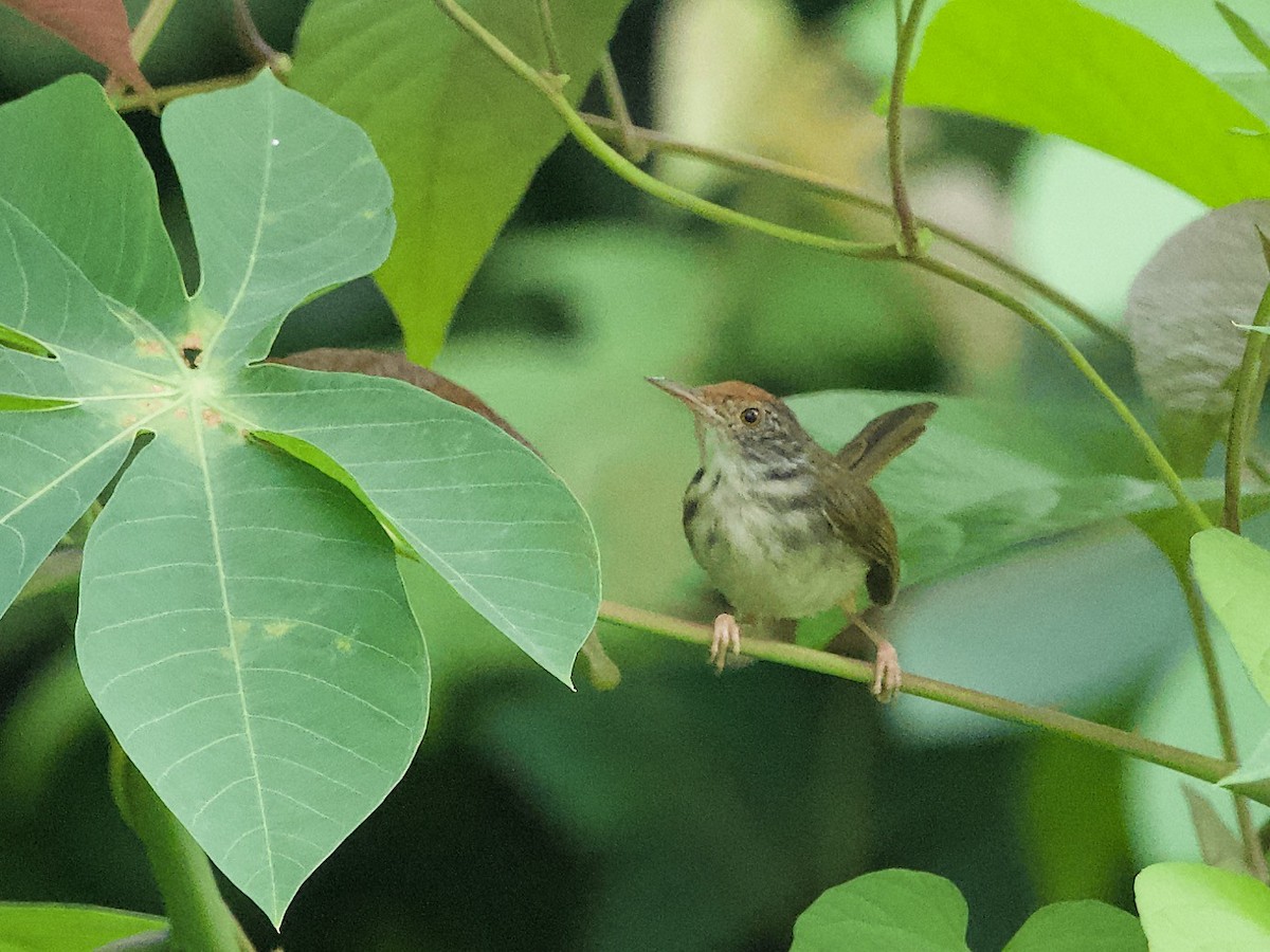 Common Tailorbird - ML620296720